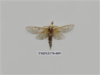 藏品(大豹斑蠹蛾)的圖片